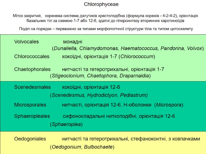 Chlorophyceae Мітоз закритий,   коренева система джгутиків хрестоподібна (формула коренів - 4-2-4-2), орієнтація